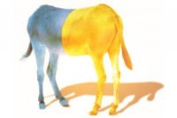 Украина сегодня