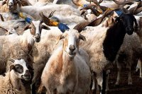 Стадо. Мычи или молчи