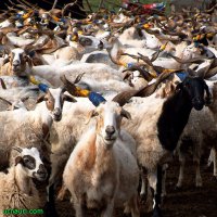 Бэлла Розенфельд...Время оXYительных историй ч.7