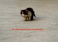 Друг или враг?