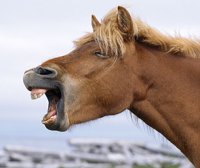 Дебют Собчак в «Женитьбе» обошелся бюджету в 360 тысяч рублей