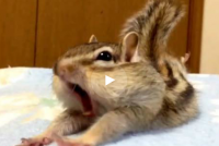 Утро Бурундука понравилось более миллиону пользователей Сети