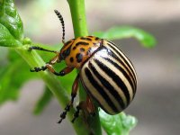 Запретить колорадских жуков призывают на Украине