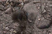 В Думе предложили создать трибунал по военным преступлениям на Украине