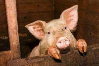 Фермеры режут скот, чтобы выжить. Украина избавляется от животноводства