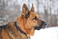 В Мариуполе задержана овчарка — «российский шпион»