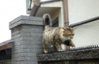 Вот это котяра