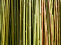 «Укртепло» разводит плантации «энергетической ивы»