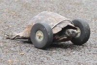 Черепахе вместо отгрызенных крысами лап поставили колеса