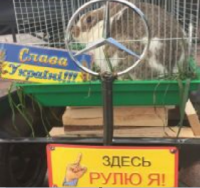 Патриотические кроксы. Александр Зубченко