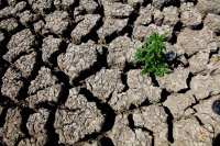 Америку «накрыла» самая сильная засуха за последние 1200 лет