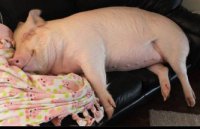 Свинья на панстве