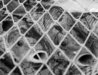 Белоруссия закрыла границу шпротам