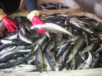 Евросоюз просит амнистии на латвийские шпроты