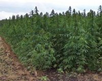 На Дунае обнаружен остров, засеянный коноплей