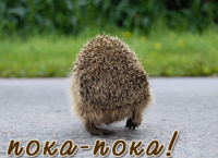 Минутка юмора, или трудно быть ежиком...