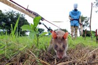 Крысы-сапёры