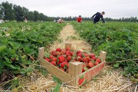 Любители клубнички