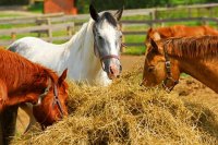 Овес для стада