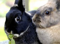 В австрийской школе учитель убил и ободрал крольчат на глазах учеников