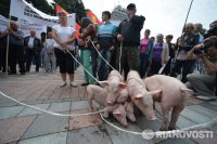 К митингующим у Верховной рады присоединились поросята