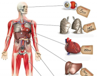 Украина намерена ввести презумпцию согласия на посмертное донорство
