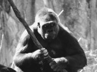 Пещерный патриотизм