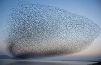 Недобрый знак: тысячи птиц разных видов внезапно покинули Флоридский полуостров