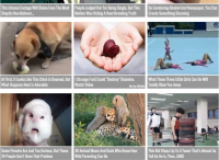 Созданный одним человеком сайт ViralNova продан за $100 млн