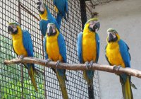 Россия — не Украина. Александр Роджерс