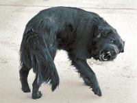 Ветераны УПА с гордостью рассказывают, как отказывались воевать с немцами