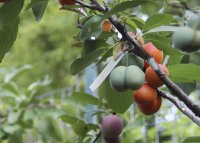 Американский профессор создал дерево, на котором растёт 40 видов фруктов