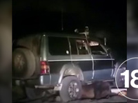 На Курилах задержали живодеров, переехавших 8 раз медведя на джипе