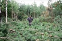 В лесу под Челябинском нашли аномалию
