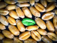 Шотландия первой в ЕС хочет запретить выращивание ГМО-продукции