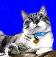 Приколы с животными