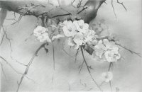 Необычные цветы мира!