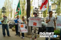 Митинг против угнетения пингвинов в Грузии прошел в Киеве