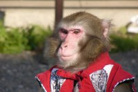 ВВС Китая приняли на службу обезьян