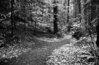 Дядюшка Сэм приближается к развилке