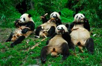 Китай может обрушить долговую пирамиду США