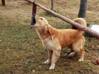 Из-за лающей собаки мужчина застрелил трех человек в Португалии