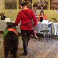 Типичные новости России: в Ленинградской области на выборы пришел медведь!