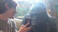 Горилла впала в ступор, увидев фото других обезьян