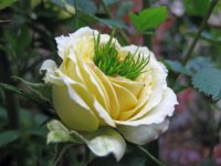 Сюрреализм мутаций после Фукусимы