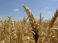 В РФ вывели сорт пшеницы с рекордной урожайностью 132 ц/га