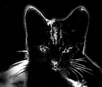 Блог Кота Моти. Будь героем - предай!