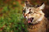 Подборка приколов с животными #2