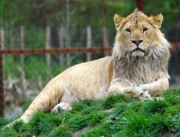 В датском зоопарке зовут детей на вскрытие льва