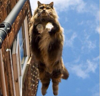 Блог Кота Моти. Нонечний виртуальный кот